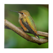 Mooie roofvogel op de Twining Vines Tegeltje (Voorkant)