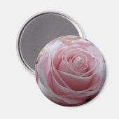 Mooie Roos Bloem Magneet (Voorkant / Achterkant)