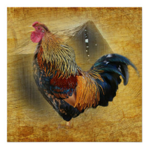 Mooie Rooster en Rustic Barn Chicken Coop Perfect Poster
