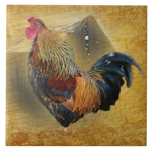 Mooie Rooster en Rustic Barn Chicken Coop Tegeltje (Voorkant)