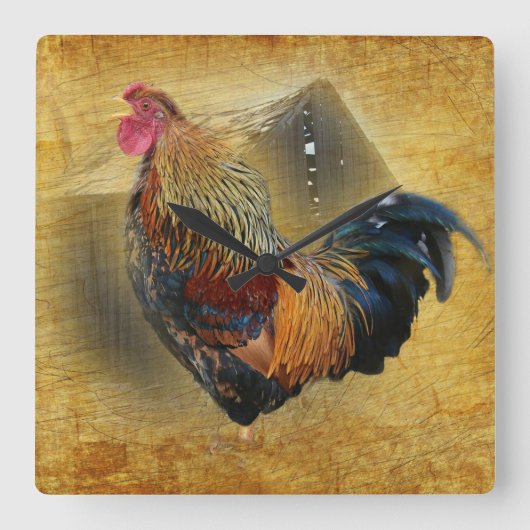 Mooie Rooster en Rustic Barn Chicken Coop Vierkante Klok (Voorkant)