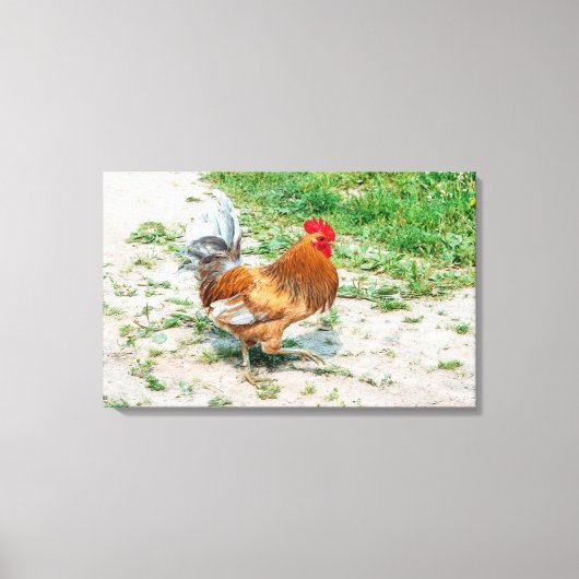 Mooie Rooster uit voor een Zomerwandeling Canvas Afdruk (Voorkant)