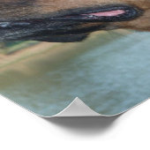 Mooie rottweiler poster (Hoek)