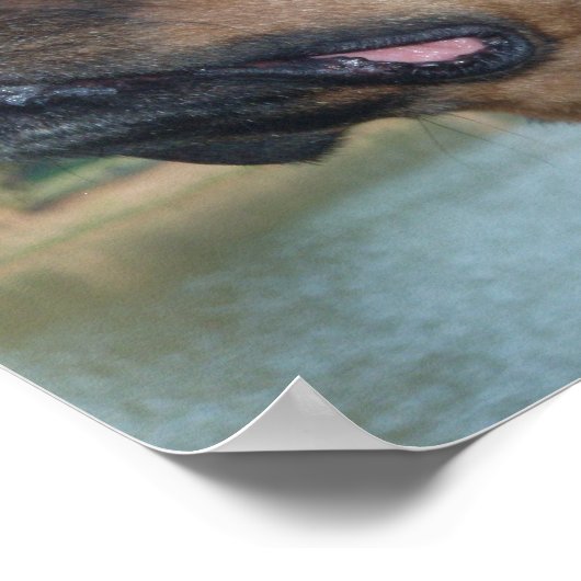 Mooie rottweiler poster (Hoek)