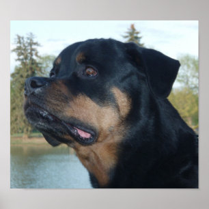 Mooie rottweiler poster