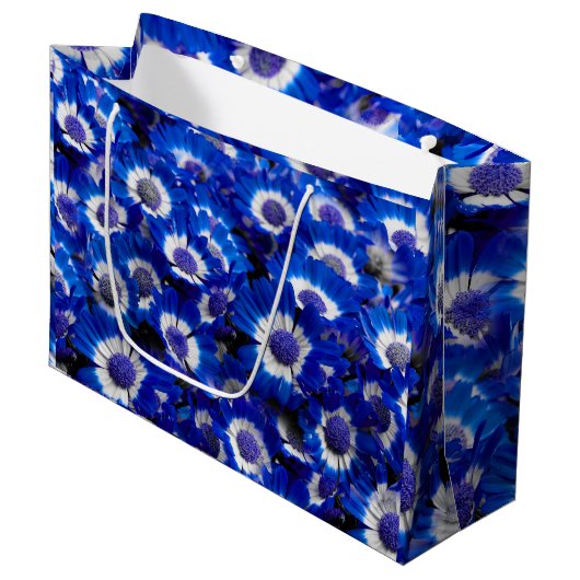 Mooie Royal Blue Cineraria Flowers Groot Cadeauzakje (Voorkant Gekanteld)