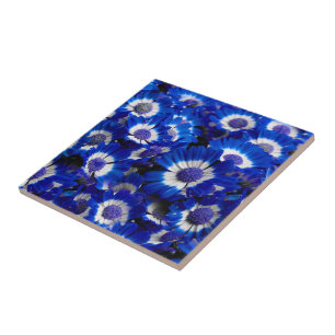 Mooie Royal Blue Cineraria Flowers Tegeltje
