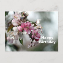 Mooie Roze Appel Bloemen Foto Verjaardag