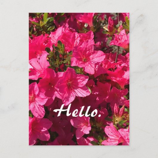 Mooie Roze Azalea Bloemen Hallo Kaarten 2 (Voorkant)