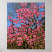 Mooie Roze Azalea's Bloemen Poster (Voorkant)