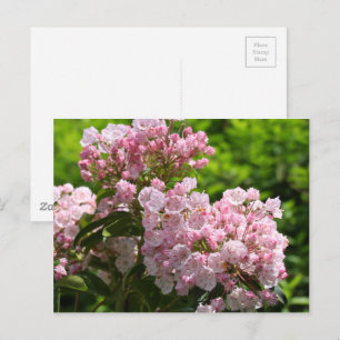 Mooie Roze Berglaurier Bloemen Briefkaart