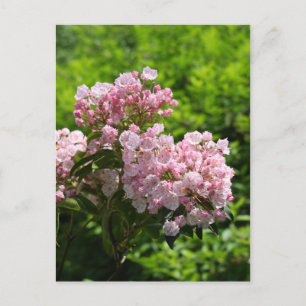 Mooie Roze Berglaurier Bloemen Briefkaart