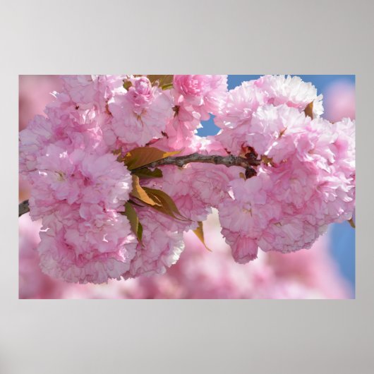 Mooie Roze Bloeiende Boom Poster (Voorkant)
