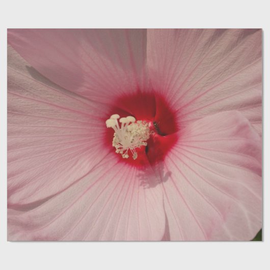 Mooie roze bloem close-up foto inpakpapier (Vlak)