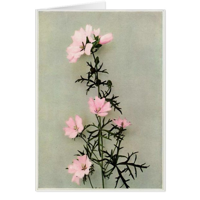 Mooie roze bloemen (Voorkant)