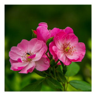 Mooie roze bloemen-6845 perfect poster