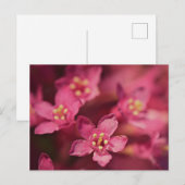 Mooie roze bloemen briefkaart (Voorkant / Achterkant)