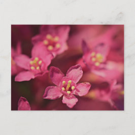 Mooie roze bloemen briefkaart