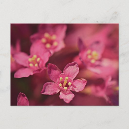 Mooie roze bloemen briefkaart (Voorkant)