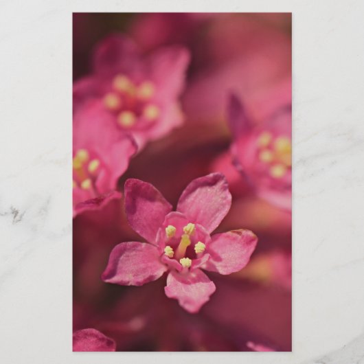 Mooie roze bloemen briefpapier (Voorkant)