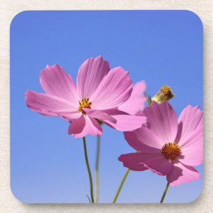 mooie roze bloemen die een heldere blauwe hemel om bier onderzetter