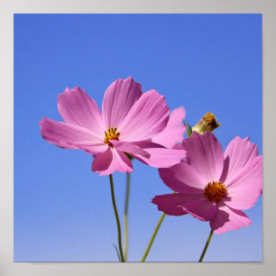 mooie roze bloemen die een heldere blauwe hemel om poster