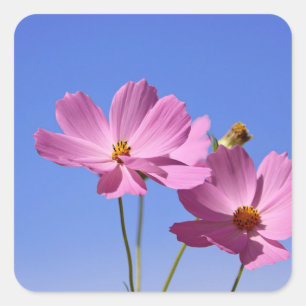mooie roze bloemen die een heldere blauwe hemel om vierkante sticker