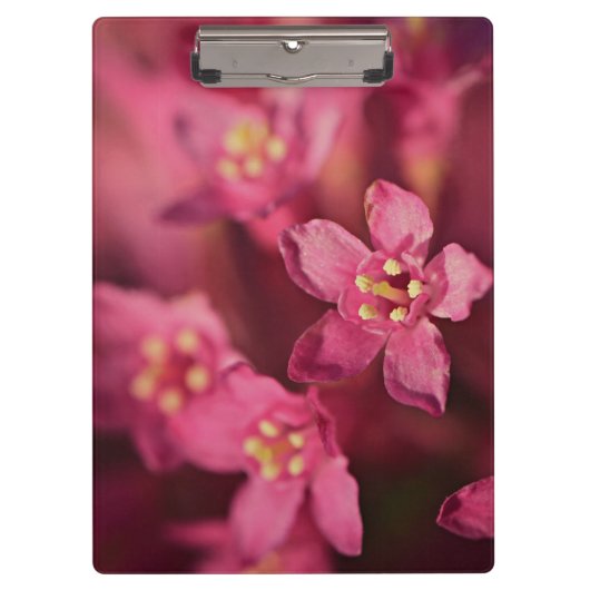 Mooie roze bloemen klembord (Voorkant)