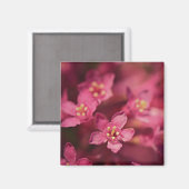 Mooie roze bloemen magneet (Voorkant / Achterkant)