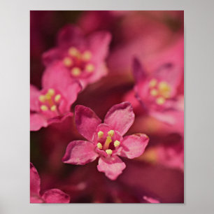 Mooie roze bloemen poster