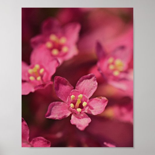 Mooie roze bloemen poster (Voorkant)