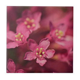 Mooie roze bloemen tegeltje