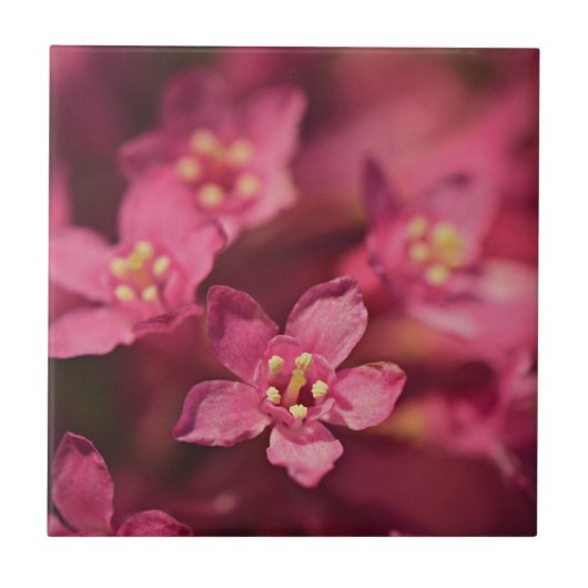 Mooie roze bloemen tegeltje (Voorkant)