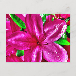 Mooie Roze Bloemige Azalea Kaarten