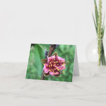 Mooie roze bloesem op perzikboom