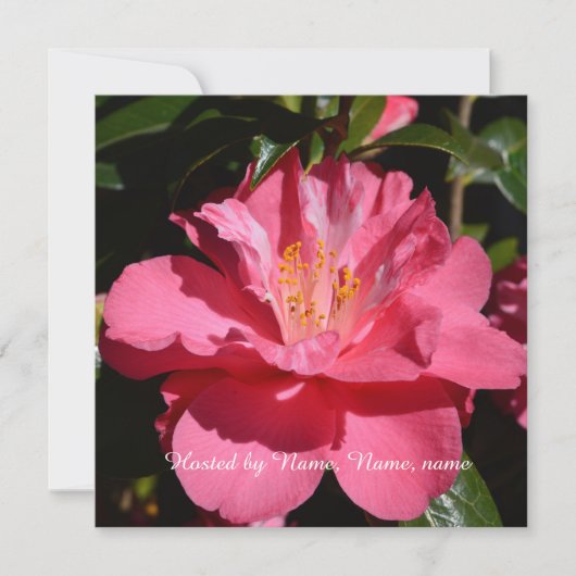 mooie roze camellia bloem voor elk feest kaart (Voorkant)