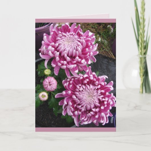 Mooie roze chrysanthemum bloemen bloemkaart kaart (Voorkant)