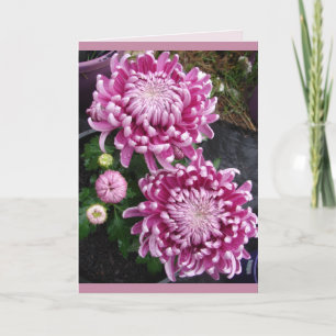 Mooie roze chrysanthemum bloemen bloemkaart kaart