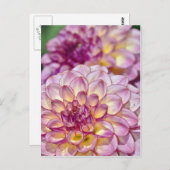 Mooie roze dahlia-bloemen briefkaart (Voorkant / Achterkant)