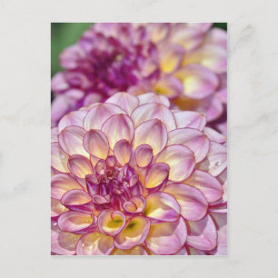 Mooie roze dahlia-bloemen briefkaart