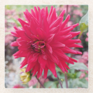 Mooie roze Dahlia Flower Glazen Onderzetter