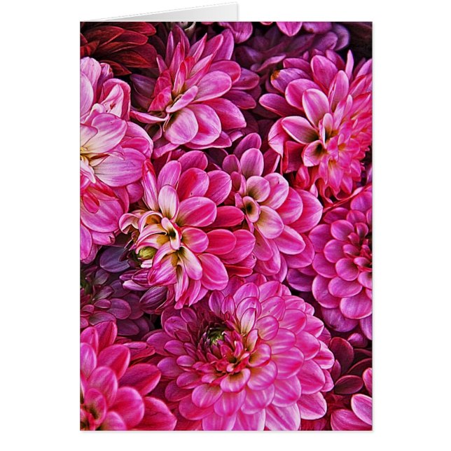 Mooie roze dahlia's (Voorkant)
