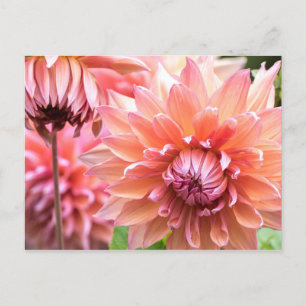 Mooie roze Dahlias Briefkaart