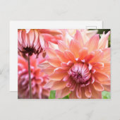 Mooie roze Dahlias Briefkaart (Voorkant / Achterkant)