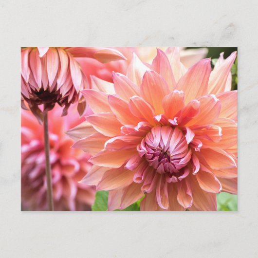 Mooie roze Dahlias Briefkaart (Voorkant)