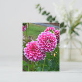 Mooie roze dahlias in volle bloei briefkaart (Staand voorkant)