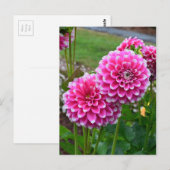 Mooie roze dahlias in volle bloei briefkaart (Voorkant / Achterkant)