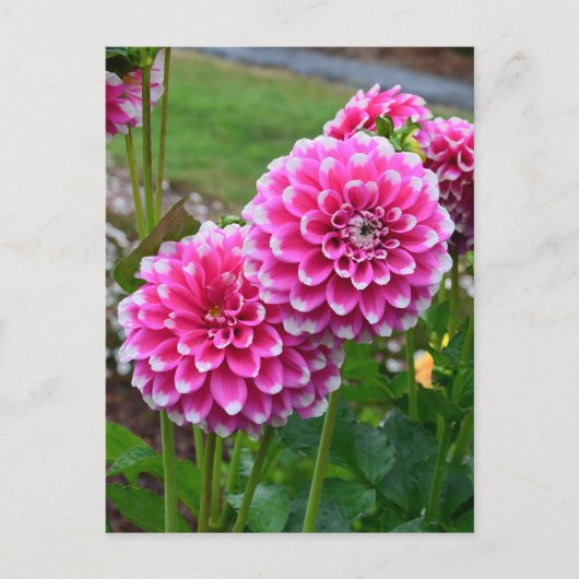 Mooie roze dahlias in volle bloei briefkaart (Voorkant)