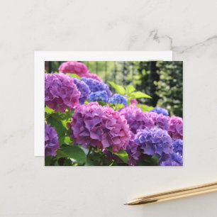 Mooie Roze en Blauwe Hydrangea Flowers Briefkaart