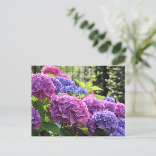 Mooie Roze en Blauwe Hydrangea Flowers Briefkaart (Staand voorkant)